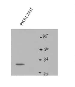 PYCR1 Antibody, Novus Biologicals 20&mu;L; Unlabeled:Antibodies, Polyclonal