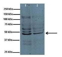 PYCR1 Antibody, Novus Biologicals 20&mu;L; Unlabeled:Antibodies, Polyclonal
