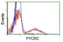 PYCR2 Antibody (OTI3D1), Novus Biologicals 0.1mL; Unlabeled:Antibodies,