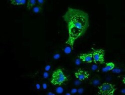 PYCR2 Antibody (OTI3D1), Novus Biologicals 0.1mL; Unlabeled:Antibodies,