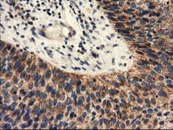 PYCR2 Antibody (OTI3D1), Novus Biologicals 0.1mL; Unlabeled:Antibodies,