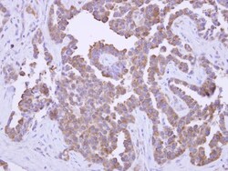 Pygopus-2 Antibody, Novus Biologicals 0.1mL; Unlabeled:Antibodies, Polyclonal