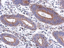 PYROXD2 Antibody, Novus Biologicals 0.1mL; Unlabeled:Antibodies, Polyclonal