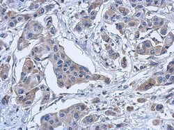 PYROXD2 Antibody, Novus Biologicals 0.1mL; Unlabeled:Antibodies, Polyclonal