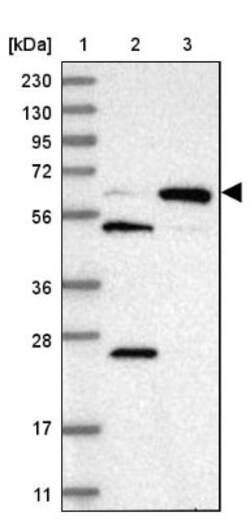 PYROXD2 Antibody, Novus Biologicals 0.1mL; Unlabeled:Antibodies, Polyclonal