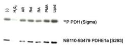 Pyruvate Dehydrogenase E1-alpha subunit, p Ser293 Antibody - BSA Free,