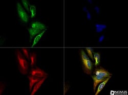 Pyruvate Dehydrogenase E1-alpha subunit, p Ser293 Antibody - BSA Free,