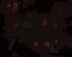 QBRICK/FREM1 Antibody - BSA Free, Novus Biologicals 0.025 mg, Unconjugated:Antibodies,