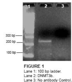 Novus Biologicals™ QuikChIP Kit (ChIP)