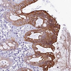 QSOX1/Quiescin Q6 Antibody, Novus Biologicals:Antibodies:Primary Antibodies
