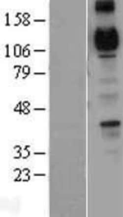 Novus Biologicals&trade;&nbsp;Cadherin-4/R-Cadherin Overexpression Lysate