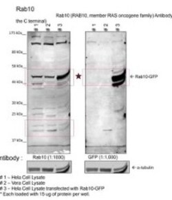 RAB10 Antibody, Novus Biologicals 100 &mu;L | Buy Online | Novus Biologicals | Fisher Scientific