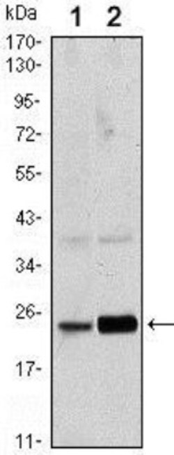 RAB10 Antibody (4E2), Novus Biologicals:Antibodies:Primary Antibodies