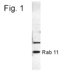 Rab11A Antibody, Novus Biologicals 0.2mg; Unlabeled:Antibodies, Polyclonal