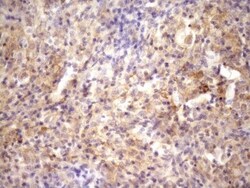 RAB11FIP4 Antibody (OTI13B5), Novus Biologicals 0.1mL; Unlabeled:Antibodies