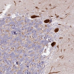 RAB11FIP5 Antibody, Novus Biologicals 0.1mL; Unlabeled:Antibodies, Polyclonal