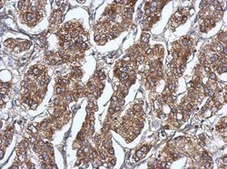 RAB11FIP5 Antibody, Novus Biologicals 0.1mL; Unlabeled:Antibodies, Polyclonal