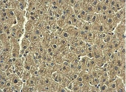Rab20 Antibody, Novus Biologicals 0.1mL; Unlabeled:Antibodies, Polyclonal
