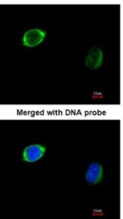 RAB2B Antibody, Novus Biologicals 0.1mL; Unlabeled:Antibodies, Polyclonal