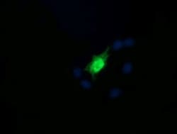 RAB30 Antibody (OTI3E7), Novus Biologicals 0.1mL; Unlabeled:Antibodies,