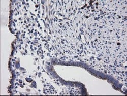 RAB30 Antibody (OTI3E7), Novus Biologicals 0.1mL; Unlabeled:Antibodies,