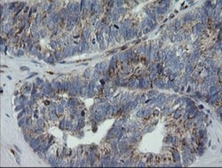 RAB30 Antibody (OTI3E7), Novus Biologicals 0.1mL; Unlabeled:Antibodies,