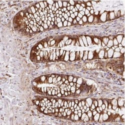 RAB30 Antibody, Novus Biologicals:Antibodies:Primary Antibodies