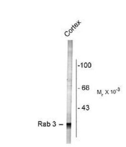 Rab3A Antibody, Novus Biologicals 0.1mL; Unlabeled:Antibodies, Polyclonal