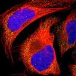 Rab3A Antibody, Novus Biologicals:Antibodies:Primary Antibodies