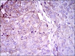 Rab4 Antibody (4E11) - BSA Free, Novus Biologicals 0.1mL; Unlabeled:Antibodies,