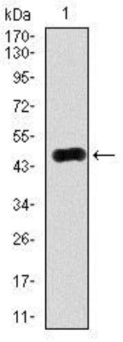 Rab4 Antibody (4E11) - BSA Free, Novus Biologicals 0.1mL; Unlabeled:Antibodies,