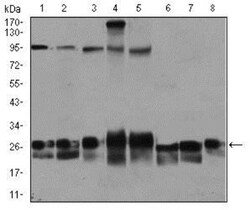 Rab4 Antibody (4E11) - BSA Free, Novus Biologicals 0.1mL; Unlabeled:Antibodies,
