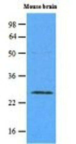 Rab5a Antibody (3A4) - BSA Free, Novus Biologicals 0.1mL; Unlabeled:Antibodies,