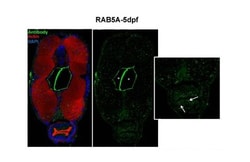 Rab5a Antibody, Novus Biologicals 0.05mg; Unlabeled:Antibodies, Polyclonal