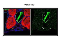 Rab5a Antibody, Novus Biologicals 0.05mg; Unlabeled:Antibodies, Polyclonal