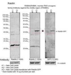 RAB8A Antibody, Novus Biologicals 0.05mg; Unlabeled:Antibodies, Polyclonal