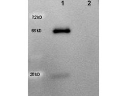 Rabbit anti-Goat IgG (H+L) Secondary Antibody, HRP (Pre-adsorbed), Novus Biologicals™