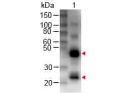 Rabbit anti-Human IgG (H+L) Secondary Antibody, Biotin, Novus Biologicals