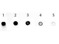 Rabbit anti-Human IgG Fc Secondary Antibody, Alkaline Phosphatase, Novus Biologicals&trade;