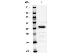 Rabbit anti-Mouse IgG1 Heavy Chain Secondary Antibody, Alkaline Phosphatase,