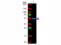 Rabbit anti-Mouse IgG1 Heavy Chain Secondary Antibody, FITC, Novus Biologicals™