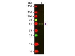Rabbit anti-Mouse IgG1 Heavy Chain Secondary Antibody, Texas Red, Novus