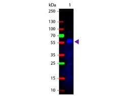 Rabbit anti-Mouse IgG2b Heavy Chain Secondary Antibody, FITC, Novus Biologicals™