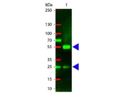 Rabbit anti-Porcine IgG (H+L) Secondary Antibody, Texas Red, Novus Biologicals