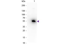 Rabbit anti-Mouse IgG1 Heavy Chain Secondary Antibody, HRP, Novus Biologicals™
