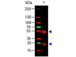 Rabbit anti-Porcine IgG (H+L) Secondary Antibody, Novus Biologicals&trade;