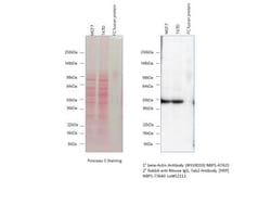 Rabbit anti-Mouse IgG F(ab')2 Secondary Antibody, HRP, Novus Biologicals™
