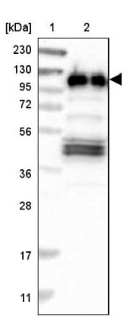 RABEP1 Antibody, Novus Biologicals 25 &mu;L; Unlabeled:Antibodies, Polyclonal