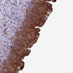 RABEP2 Antibody, Novus Biologicals:Antibodies:Primary Antibodies