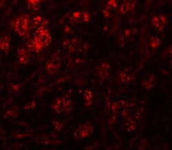 Rabex5 Antibody - BSA Free, Novus Biologicals 0.1mg; Unlabeled:Antibodies,